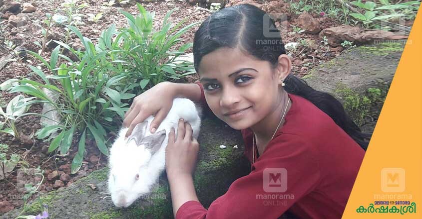 rabbit 1234 rabbit 1234